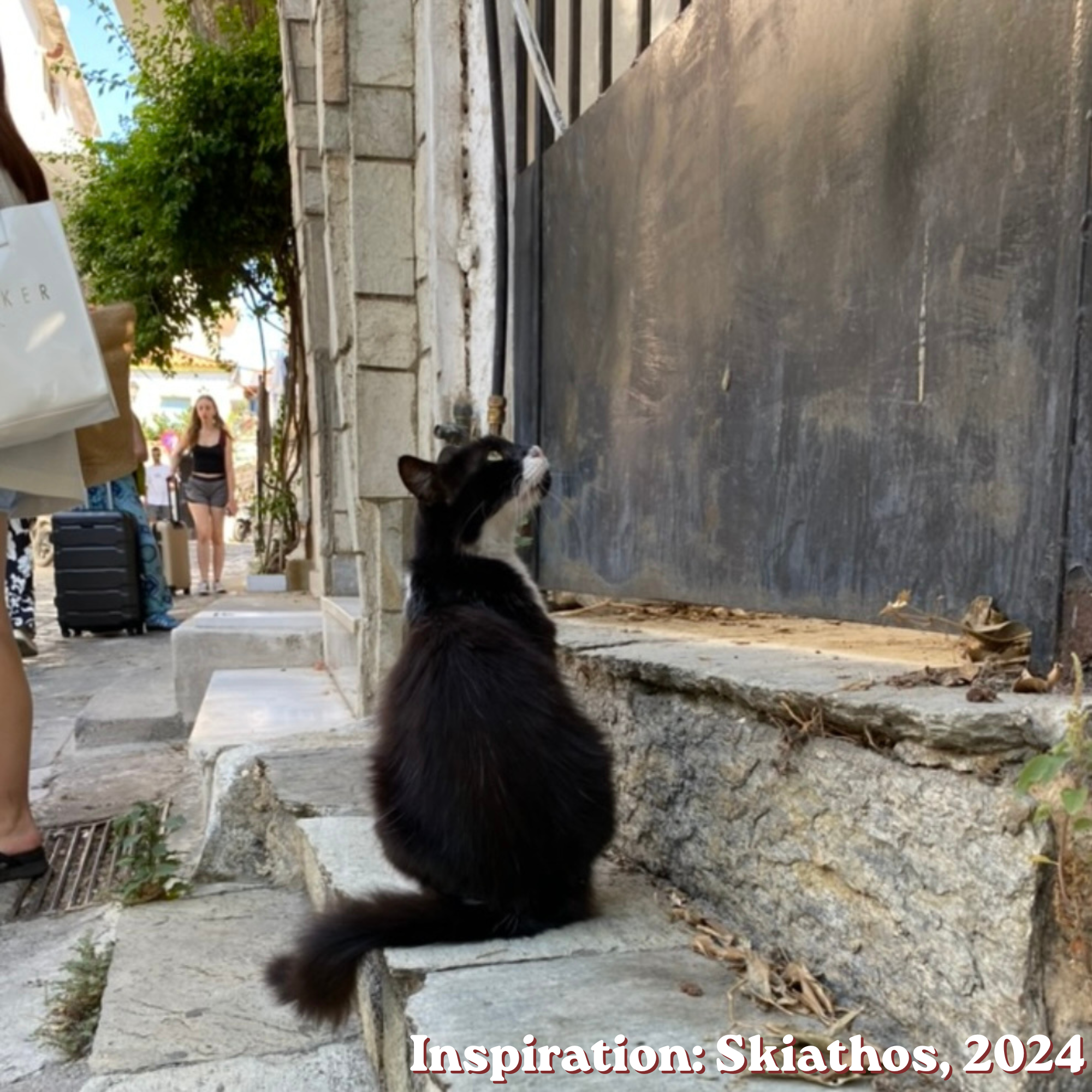 Skiathos Cat